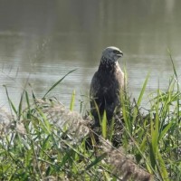 「大鵟」睽違2年現身關渡自然公園　動保處：以動物屍體誘拍可依法開罰